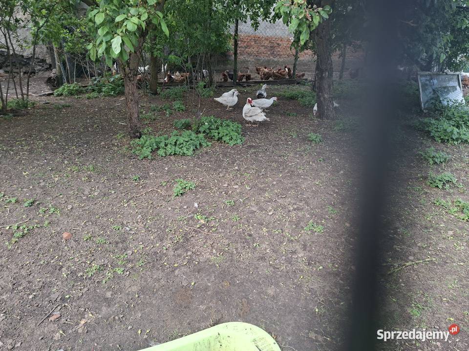 Sprzedam 5 kaczek i 1 kaczora Skarszewy
