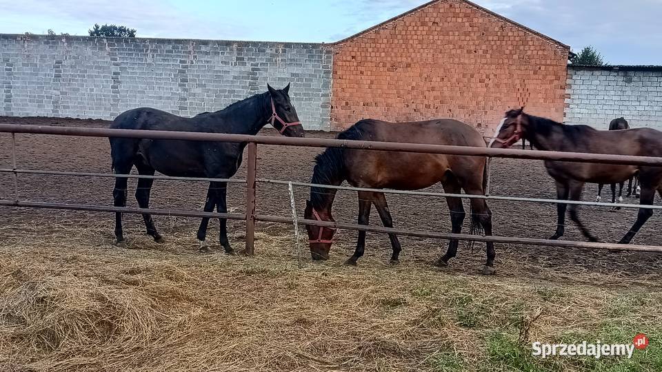 Konie wielkopolskie
