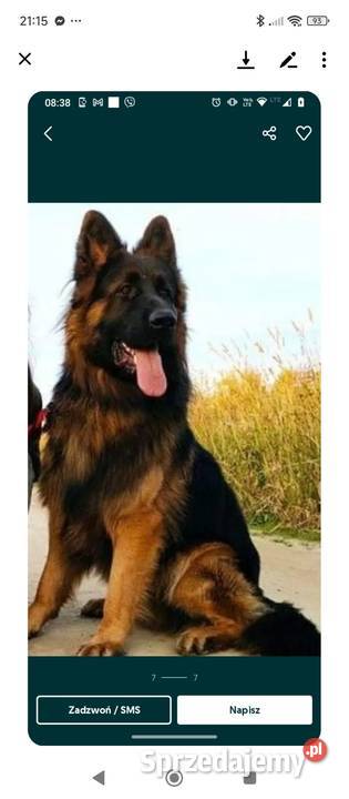 Szczeniaki owczarka niemieckiego Białobrzegi