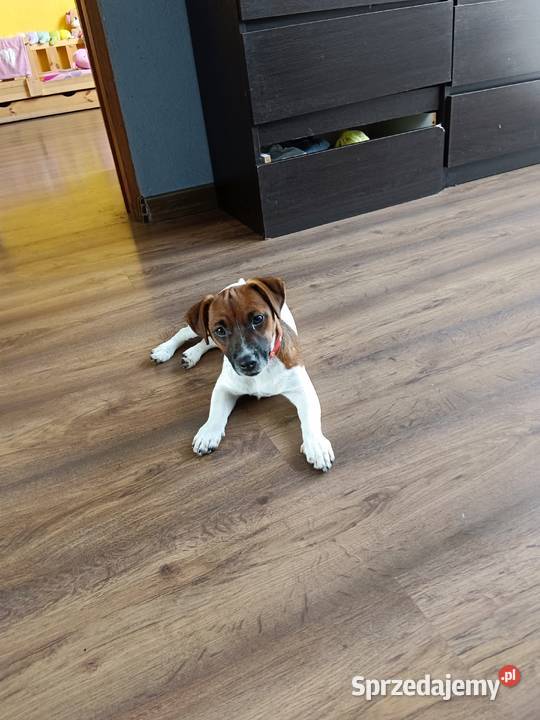 Suczka Jack Russell Terrier Koźle