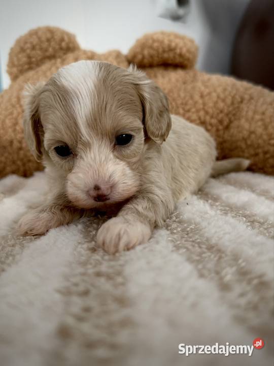 Maltipoo piękne dziewczynki Maltańczyk Wadowice sprzedam
