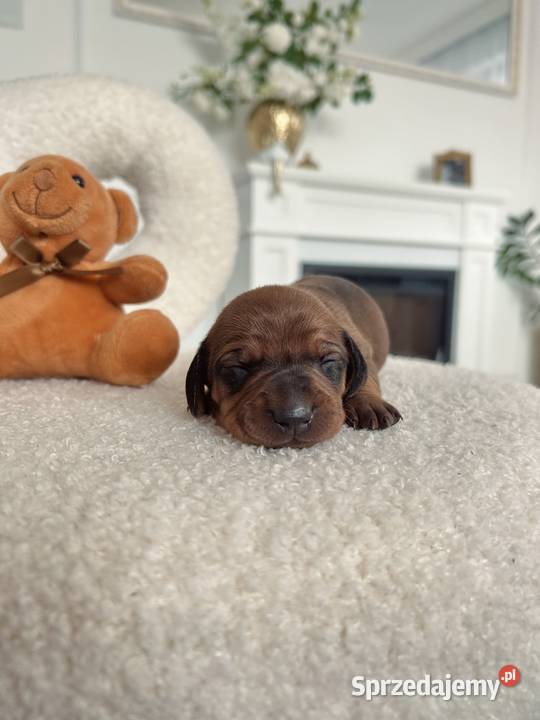 Jamniczki miniaturki rudeczekoladowe Kraków sprzedam