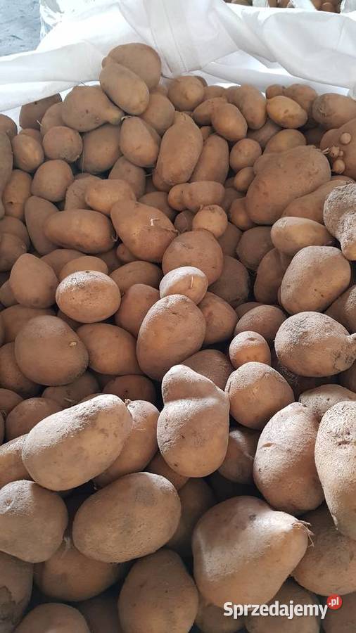 Ziemniaki jadalne Denar 10 ton Radwanice