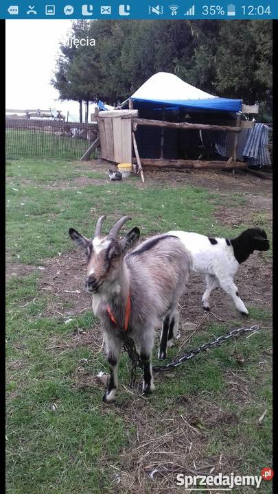 Kozy burskie stado pomorskie Sierakowice