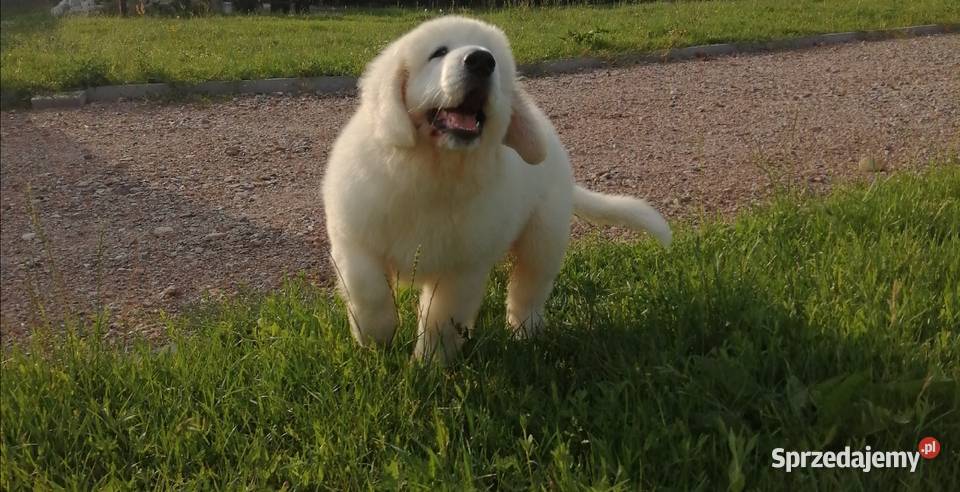 Owczarek Podhalański szczeniaki Ch i JWW17 Owczarek Chęciny sprzedam