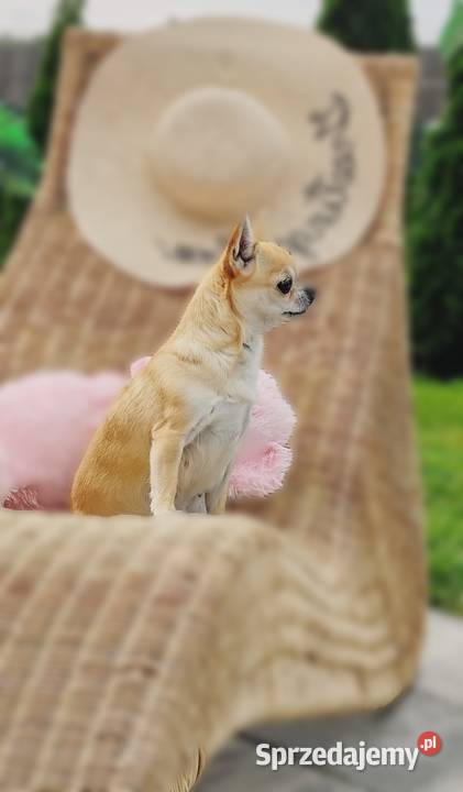 Chihuahua krótkowłosy FCI