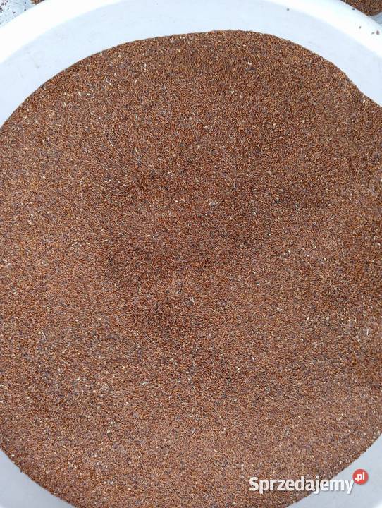 Babka lancetowata nasiona 2024 Izbica sprzedam