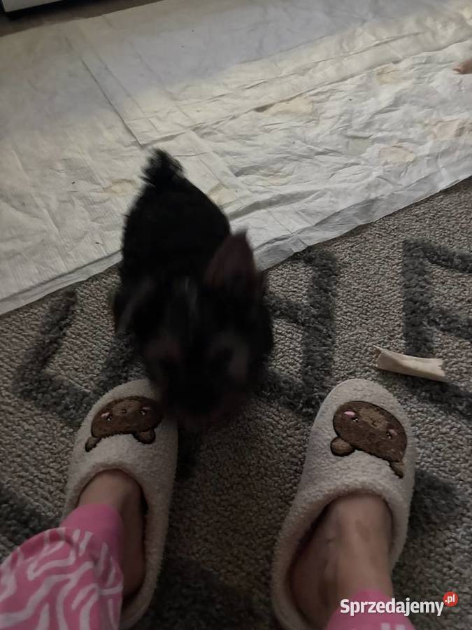 Piękna suczka Yorka York lubelskie Wysokie