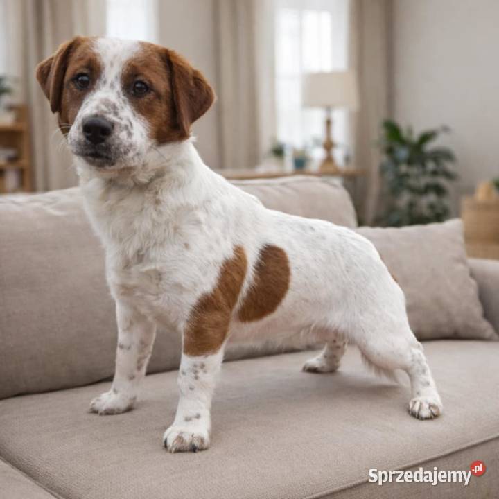 Jack russell terrier pies