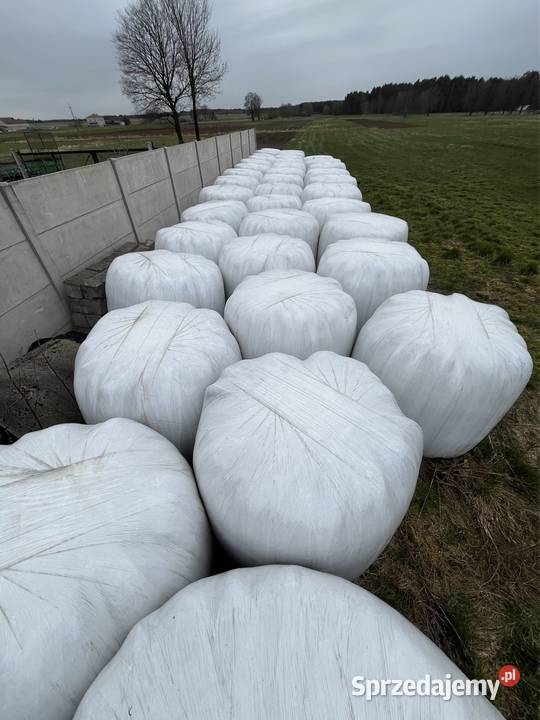 Sianokiszonka Lipnik