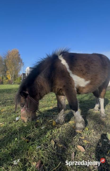 Sprzedam kuca szetlandzkiego Czerniewice