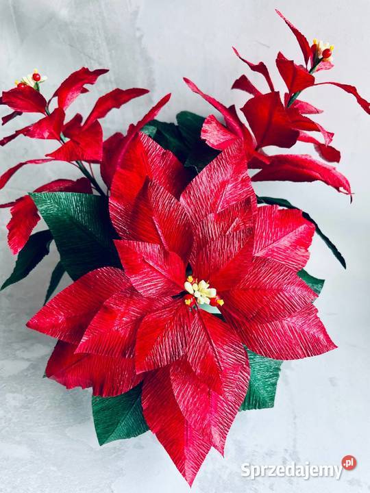 GWIAZDA BETLEJEMSKA Poinsecja w doniczce