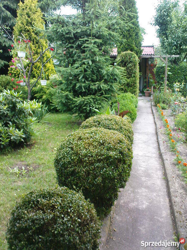 działka pracownicza ROD Łódź