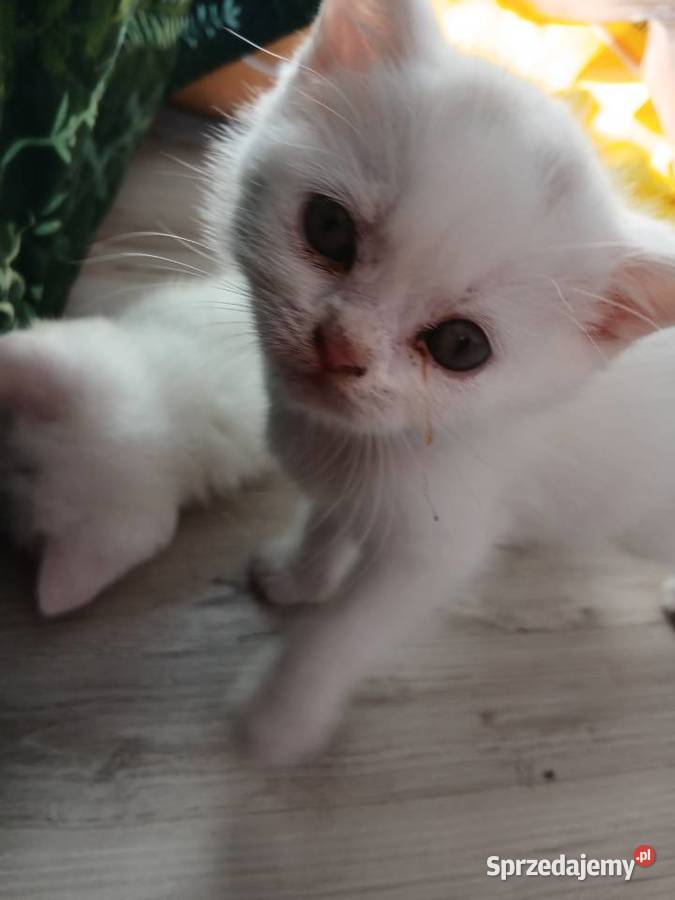 Sprzedamkotki brytyjskie Kijaszkowo