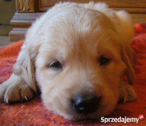 Biszkoptowe Szczeniaki Labradory Rzeszów