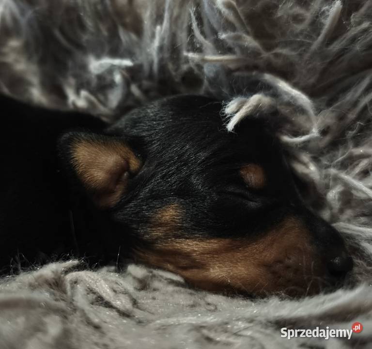 Szczenięta Pinczer Miniaturowy ZKWP fci mazowieckie Łochów