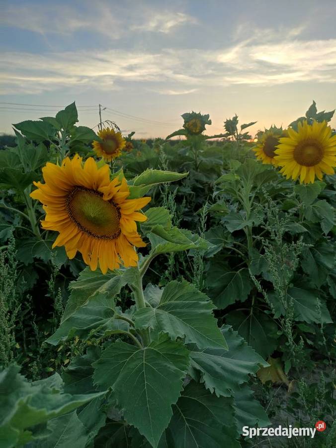 Słonecznik ozdobny Głudna