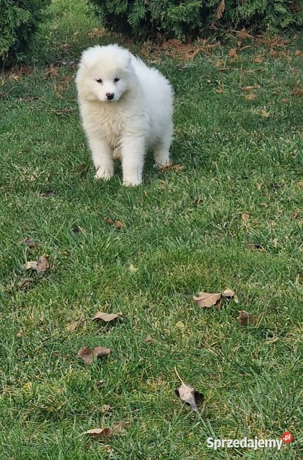 Samoyed samiec Pozostałe kujawsko-pomorskie