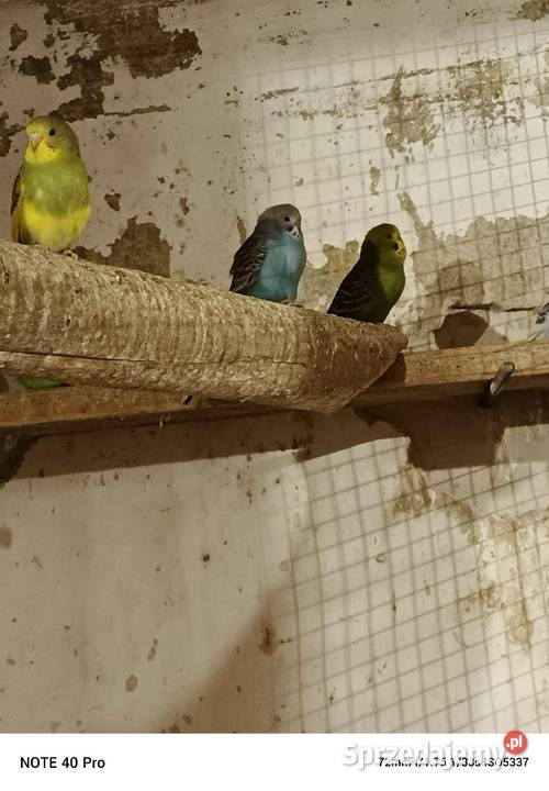 Sprzedam papugi faliste sprzedam