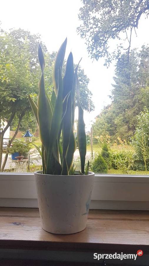 sansevieria długie liście Białogard
