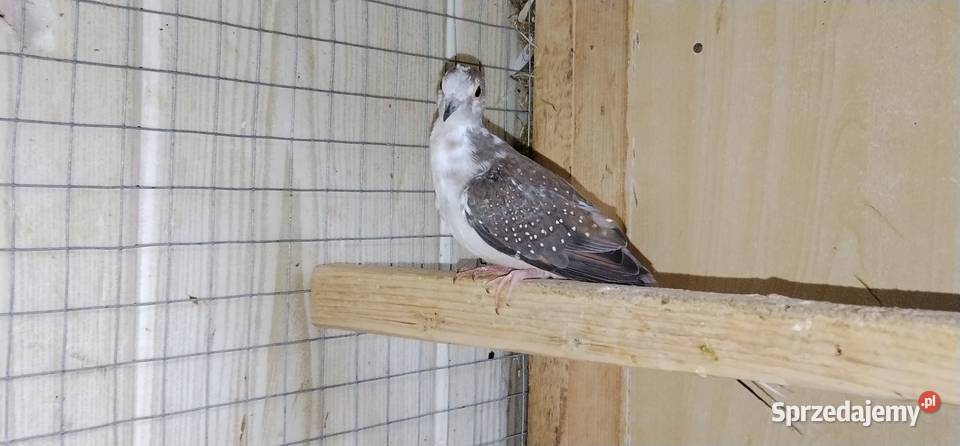 Gołąbek diamentowy szek 25r Pruchna sprzedam