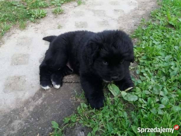 Nowofunland Nowofundland z RODOWODEM Parczew