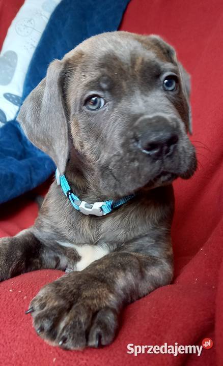 Cane Corso Ksin Fargo Fci