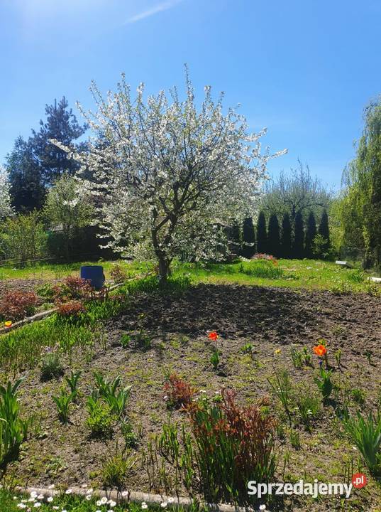 Działka ROD Oleśnica sprzedam