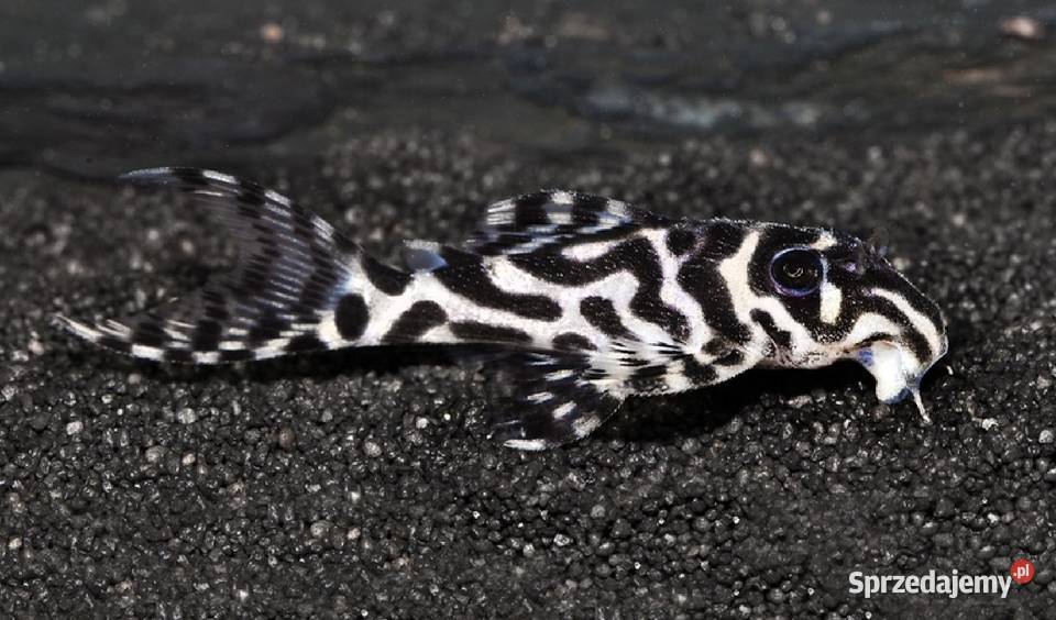 Glonojad L173 Hypancistrus sp ODŁÓW WF WYSYŁAMY Ryby Gdańsk
