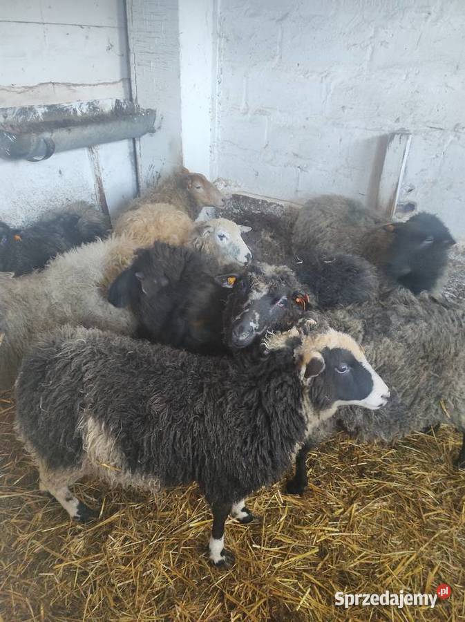 Sprzedam owieczki Suwałki