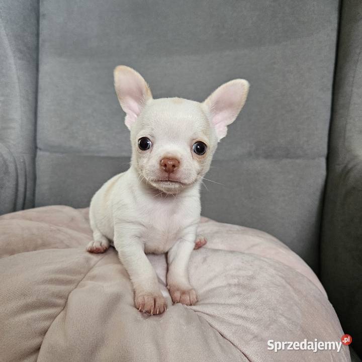 Chihuahua piękny piesek rodzicach FCi Rajsko