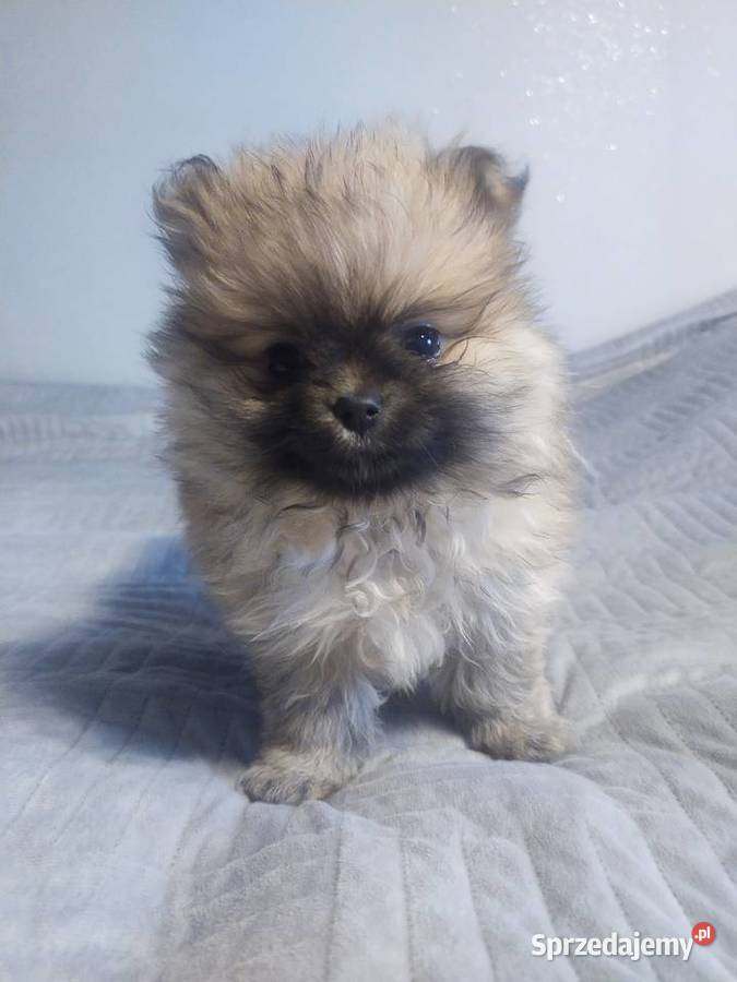 Szpic Miniaturowy zachodniopomorskie Witkowo Drugie