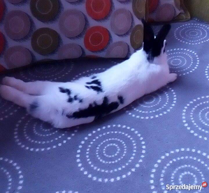 Królik miniaturka klatka mazowieckie Płock