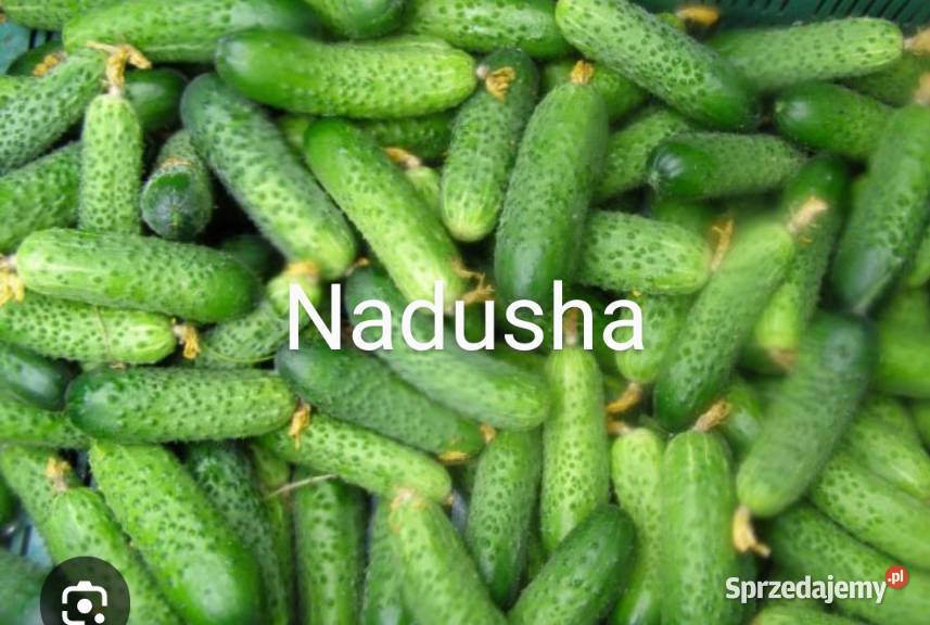 Pomidor odporny na zarazę z OC Syberia grunt Nasiona Kraków