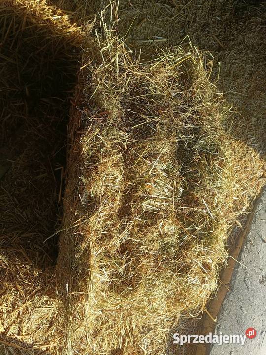 Siano ekologiczne Piastów