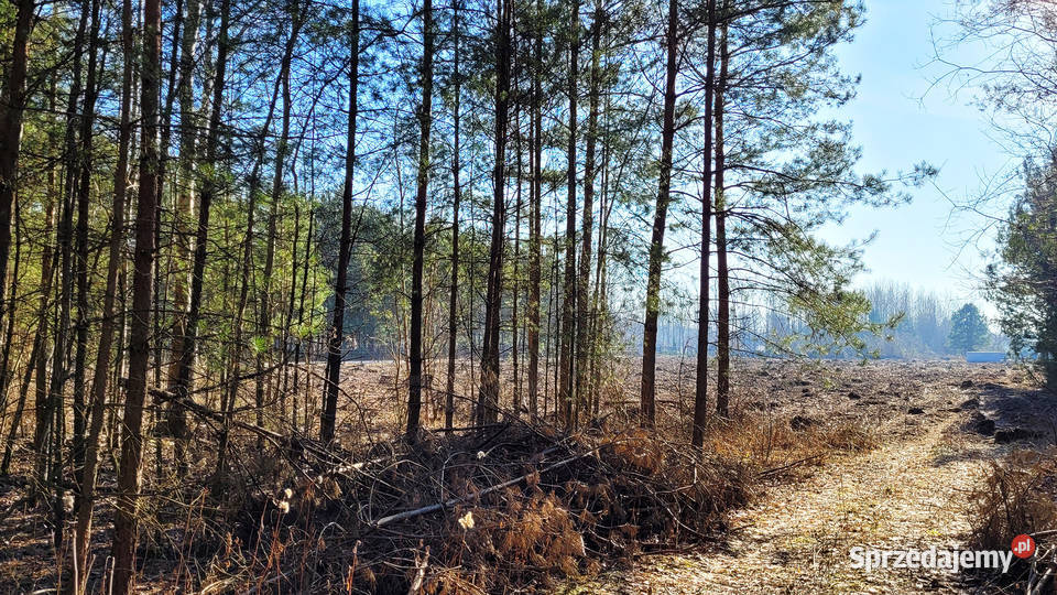 Sprzedam 6711 m2 Piskórka gm Prażmów BUDOWLANA