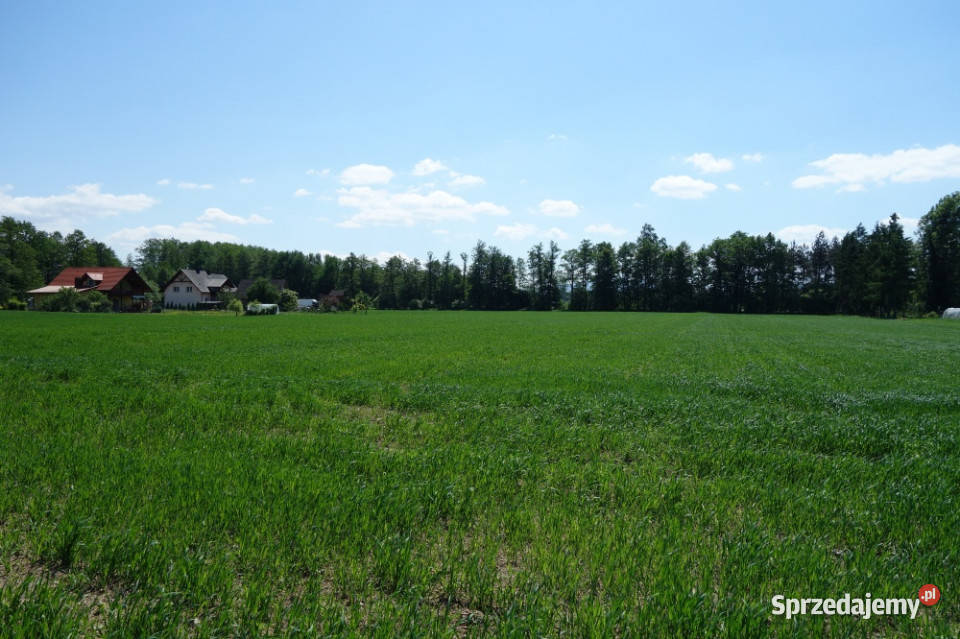 Skoczów Ochaby 162ha z prawem zabudowy pod 89zł/m2 sprzedam