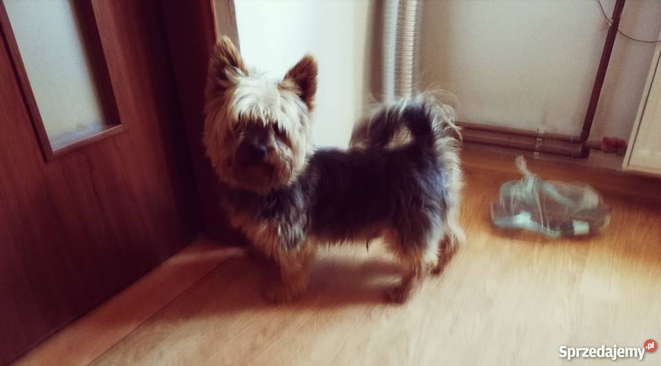 York szczeniaki suczki York Radomsko