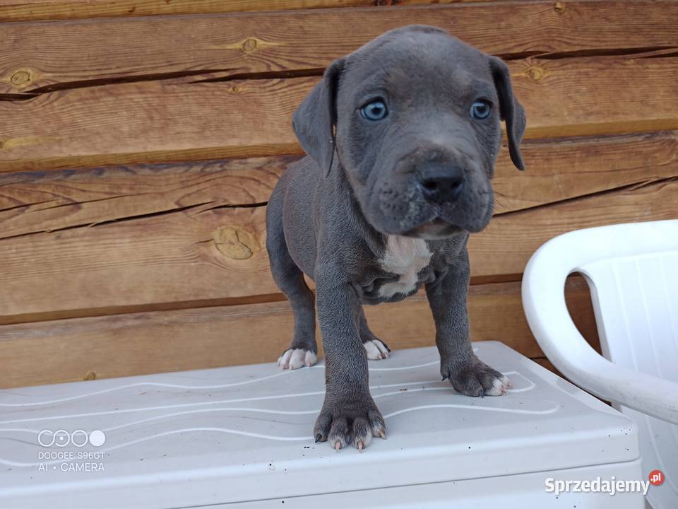 Amstaff SUCZKA American staffordshire terrier kujawsko-pomorskie Zamek Bierzgłowski