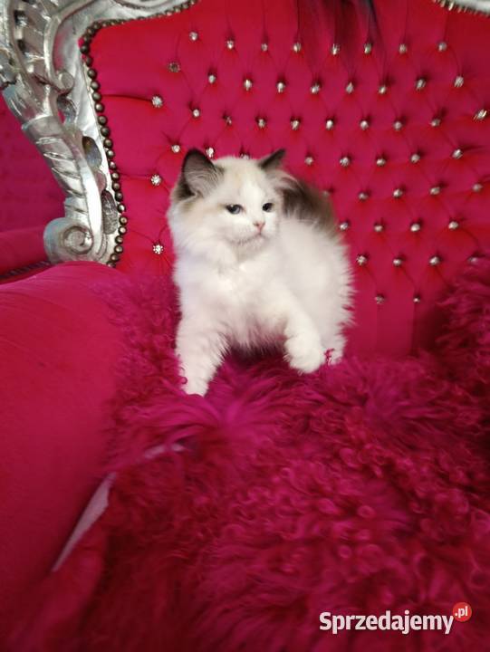 Ragdoll Kotka Seal bicolor FIFE FPL Wschowa sprzedam