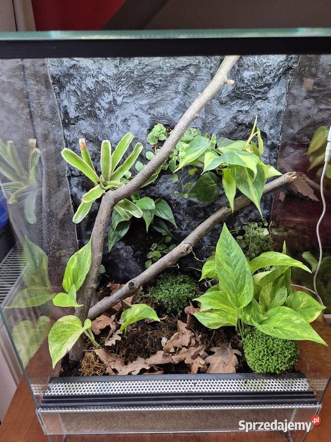 Terrarium Tropikalne 40x40x60