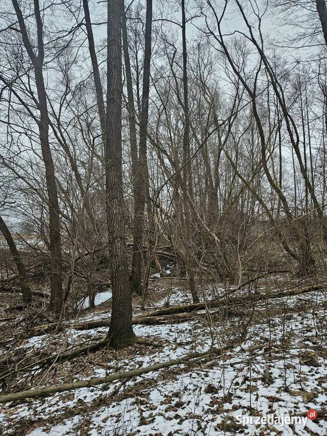 Działki budowlane i rolne Dolina Baryczy budowlana sprzedam