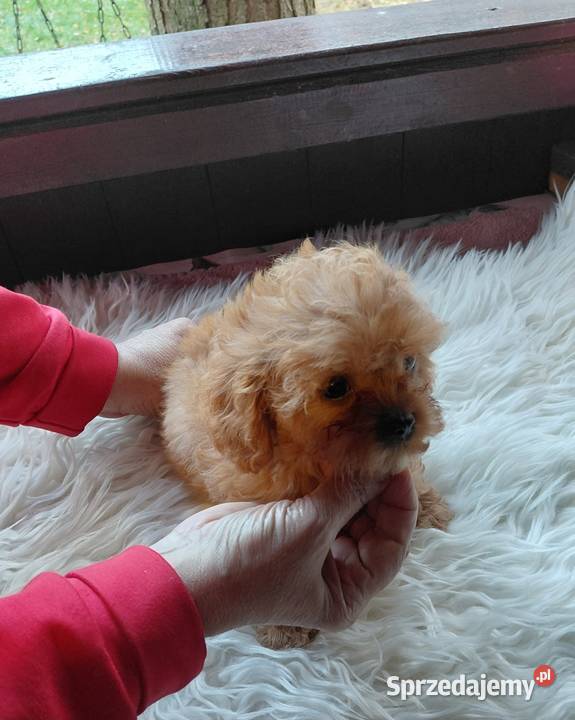 Cavapoo maleńka suczka Pozostałe Wyszków