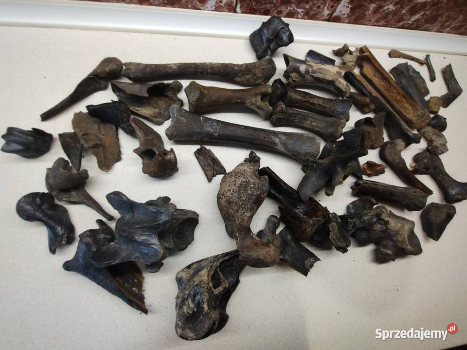Kości skamieliny archeologia Pozostałe Leżajsk