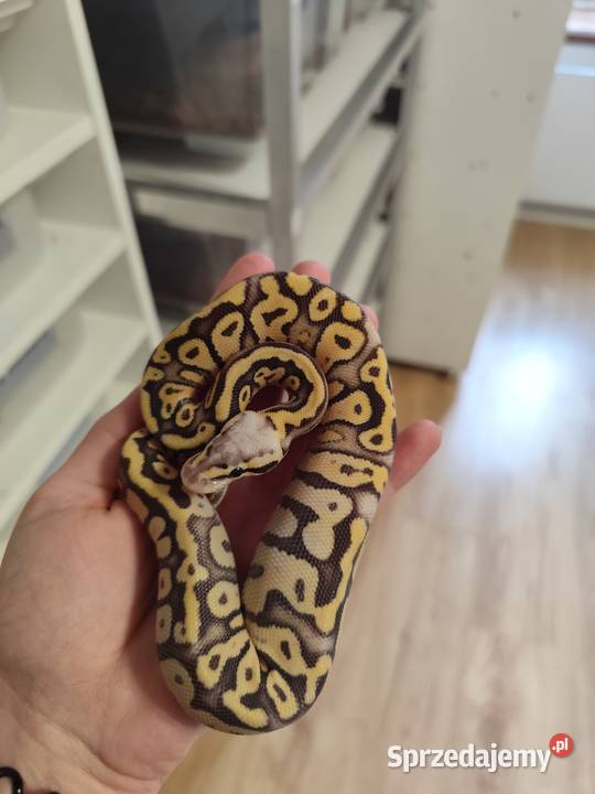 Pytony Królewskie tegoroczne maluchy Gady i płazy Pruszków