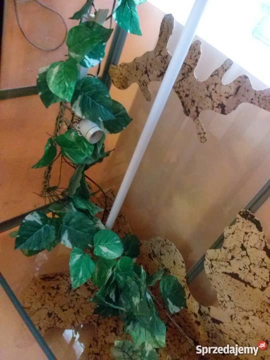 Olbrzymie terrarium 180x121x61 pancerne szyby