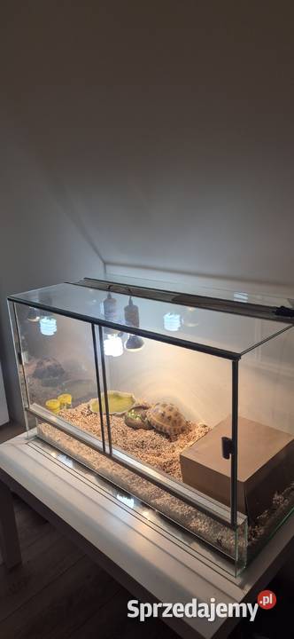 Sprzedam żółwia z terarium Sadków sprzedam