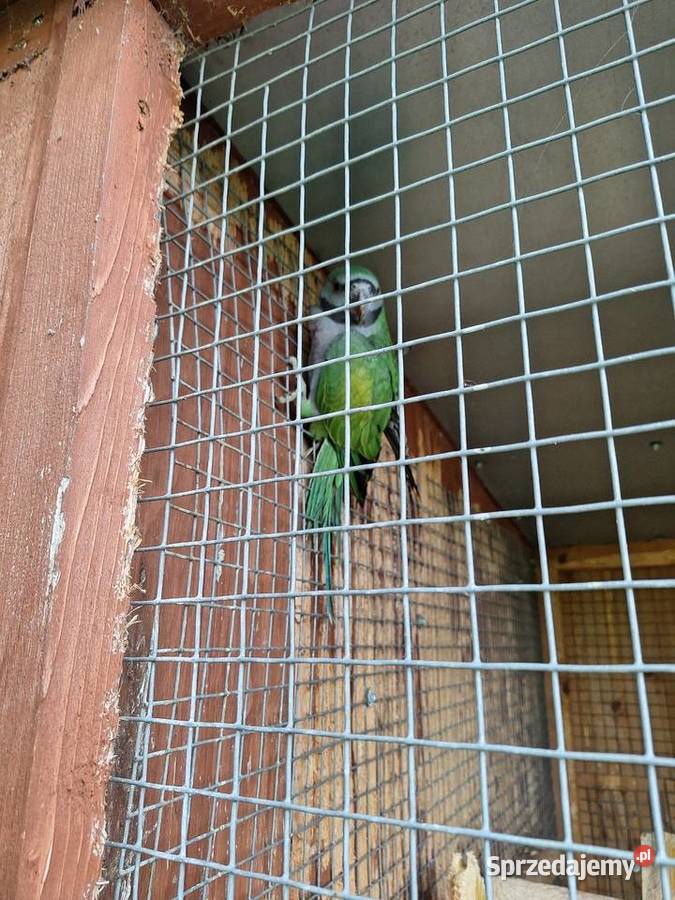 Alexandreta chinska Krzyżanowice