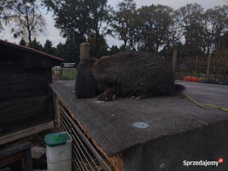 sprzedam samiczka baran francuski kujawsko-pomorskie Turzno