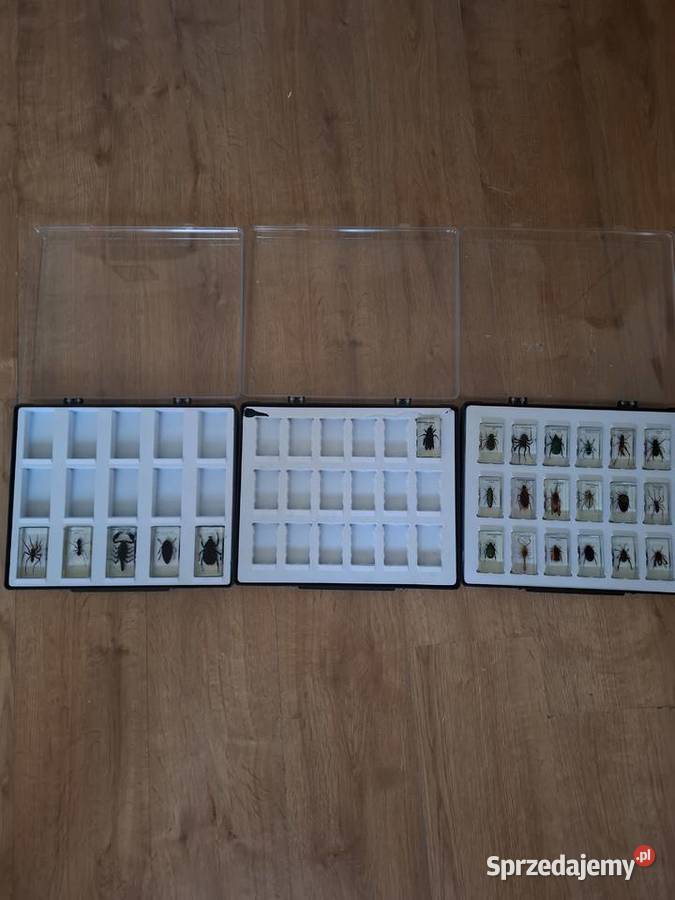 Kolekcja owadów w żywicy 24 preparaty w Gnojnik